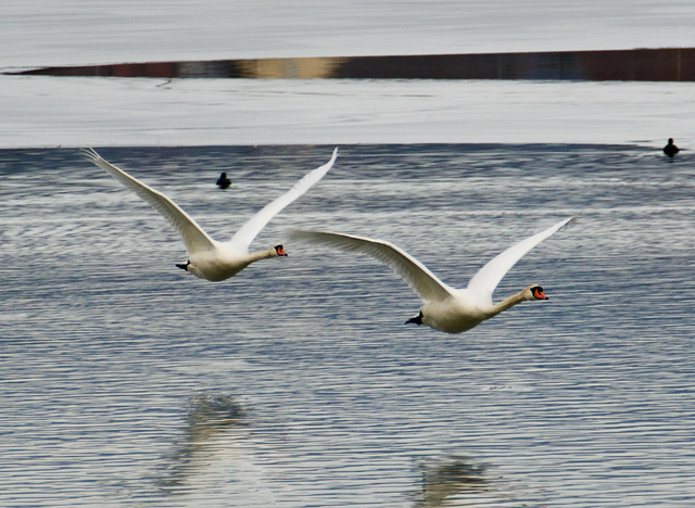 Schwanenflug über dem Weiher