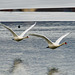 Schwanenflug über dem Weiher