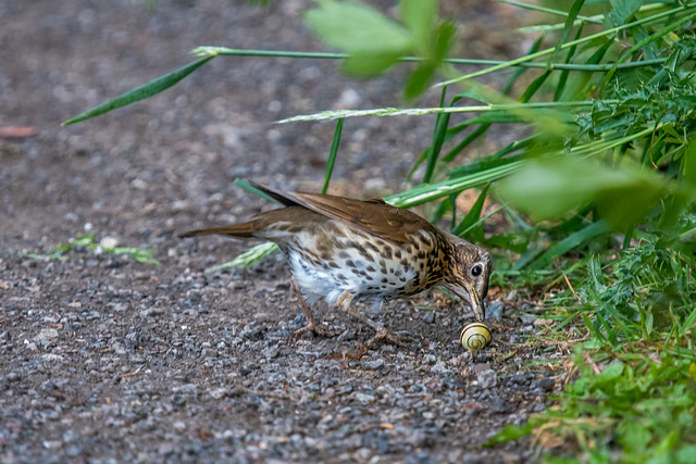 Song thrush