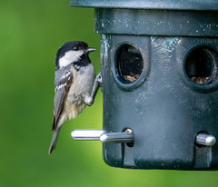 Coal tit