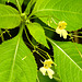 20230719 2399CPw [D~LIP] Kleinblütiges Springkraut (Impatiens parviflora), Bad Salzuflen