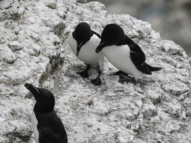 Razorbill feeding young