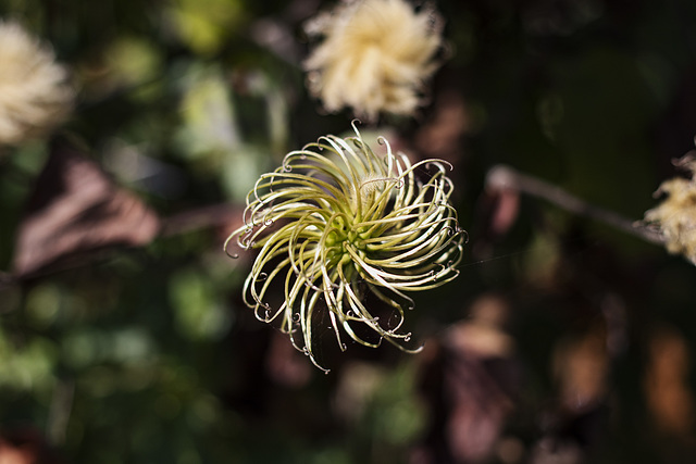 Verblühte Klematis Verblühte Klematis