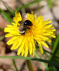 Very small bumblebee