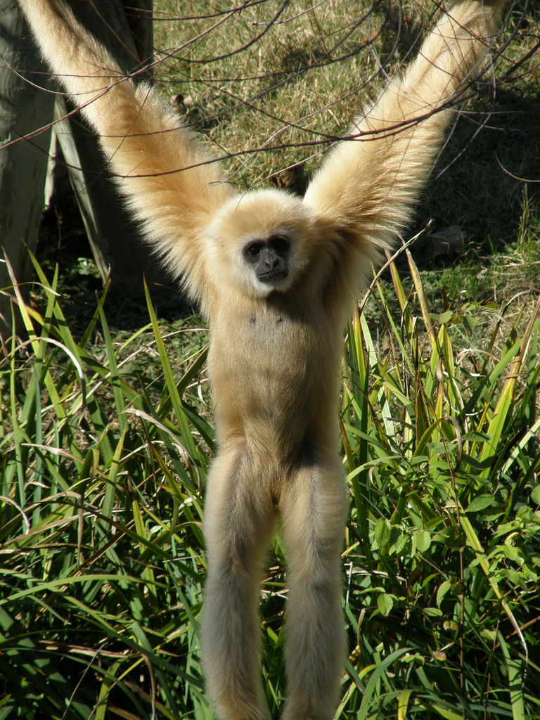 Gibbon at Waco Zoo