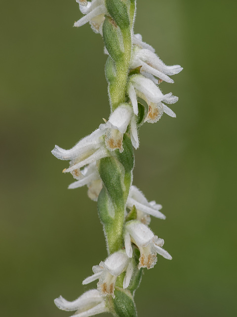 Spiranthes vernalis (Spring Ladies'-tresses orchid)