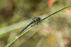 Migrant Hawker m (Aeshna mixta) DSB 2063