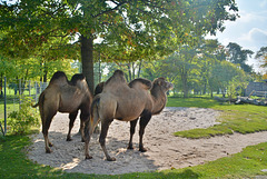 Zoo Park in Stuttgart