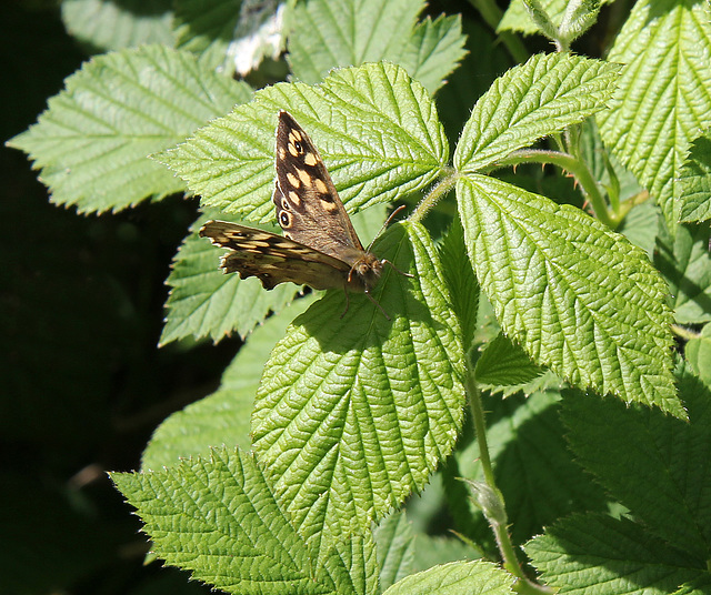 Speckled Wood butterfly on bramble