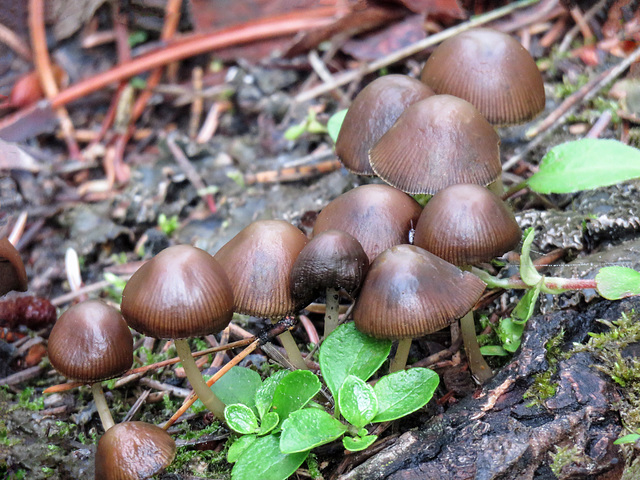 Fungi family