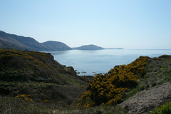 Niarbyl