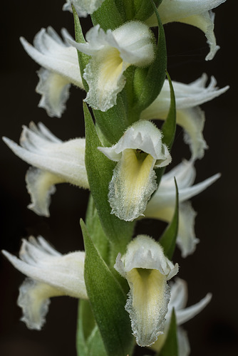 Spiranthes odorata (Fragrant Ladies'-tresses orchid)