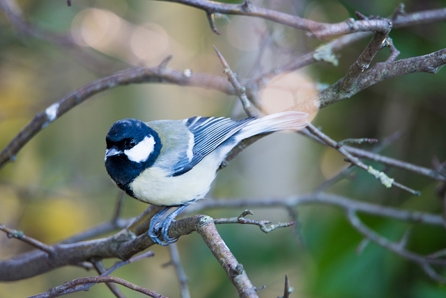Great tit at Burton Mere