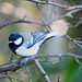 Great tit at Burton Mere