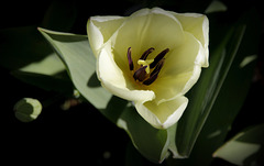 Tulipe