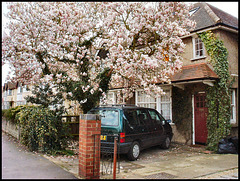 blossom in Cricket Road