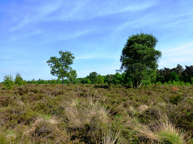 NL - Herkenbosch - Wanderung in den Meinvennen