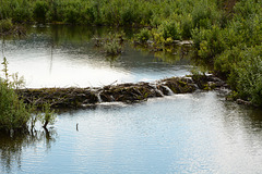 Alaska, Beaver Dam at Paxton Lake