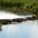 Alaska, Beaver Dam at Paxton Lake