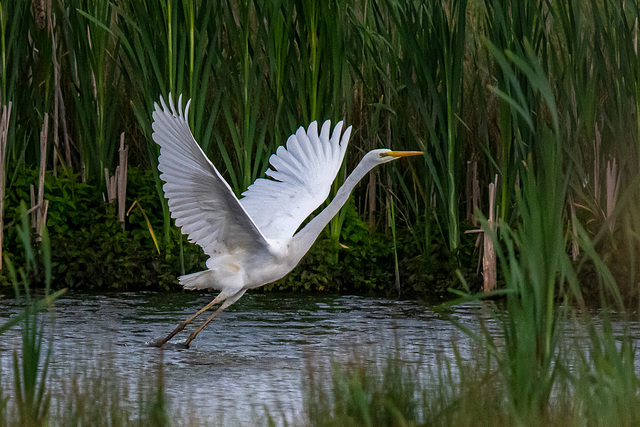 Great white egret