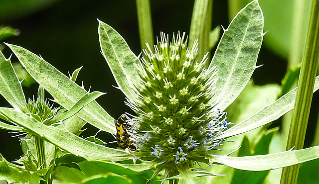 20230719 2400CPw [D~LIP] Flachblättriger Mannstreu (Eryngium planum), Kleine Mistbiene (Syritta pipiens), Bad Salzuflen