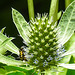 20230719 2400CPw [D~LIP] Flachblättriger Mannstreu (Eryngium planum), Kleine Mistbiene (Syritta pipiens), Bad Salzuflen