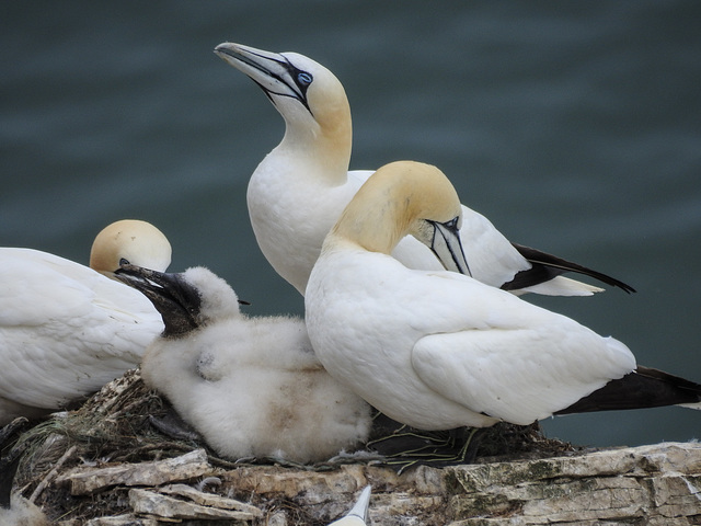 Gannets and chick