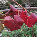 feuilles de vigne