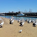directional pelicans