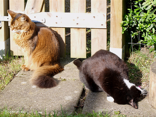 Sun and catnip