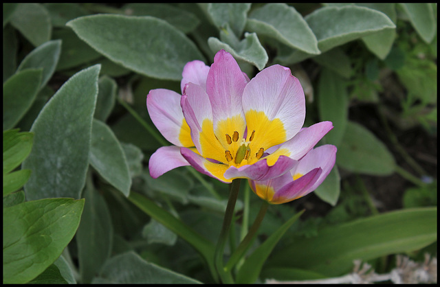 Tulipa bakeri (3)
