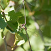Western Willow Spreadwing (Lestes viridis) DSB 2071