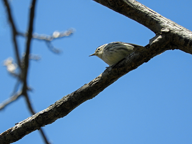 Black-and-white Warbler / Mniotilta varia