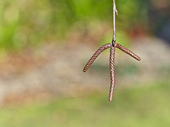 Paper Birch Catkin