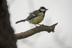 Great tit waiting for the Burton Mere feeders