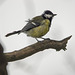 Great tit waiting for the Burton Mere feeders