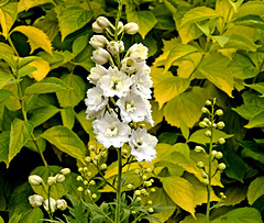 Delphinium