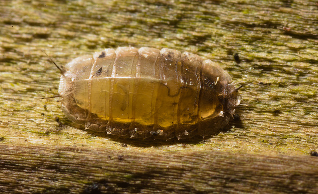 IMG 9291 Fly larva