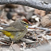 DSC04328a