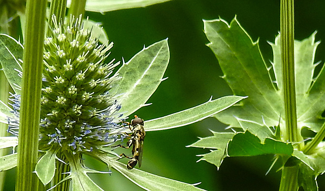 20230719 2402CPw [D~LIP] Flachblättriger Mannstreu (Eryngium planum), Kleine Mistbiene (Syritta pipiens), Bad Salzuflen