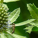 20230719 2402CPw [D~LIP] Flachblättriger Mannstreu (Eryngium planum), Kleine Mistbiene (Syritta pipiens), Bad Salzuflen