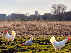 Skyline of Vrebos