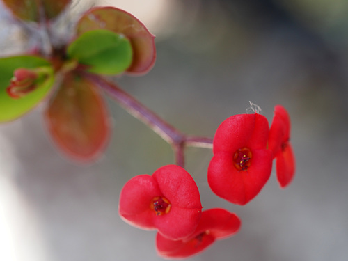 euphorbia milii