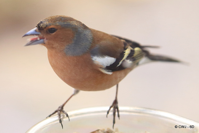 Chaffinch at breakfast