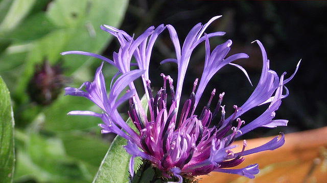 There are loads of cornflowers this year