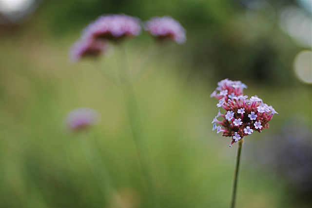 Depth-of-Field