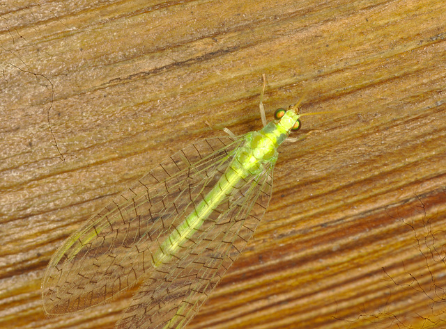 IMG 9674-1lacewing
