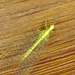 IMG 9674-1lacewing