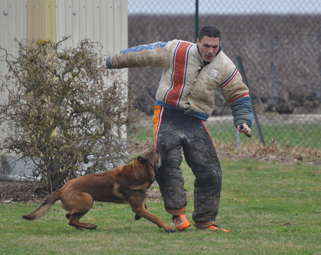 CONCOURS CANIN à VERTUS