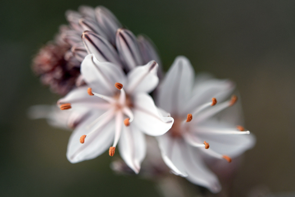 Asphodelus ramosus, Abrótea-de-primavera, gamão